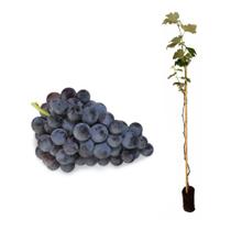 Muda de Uva Niágara 50 a 80cm AMK - Plantas Online