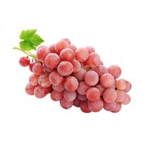 Muda de Uva Niágara Rosada Enxertada Rápida Produção Produz em Vasos