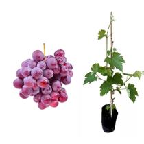 Muda de Uva Rosada 50 a 80cm AMK - Plantas Online