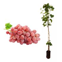 Muda de Uva Rubi 50 a 80cm AMK - Plantas Online
