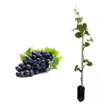 Muda de Uva Santa Isabel 50 a 80cm AMK - Plantas Online