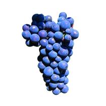 Muda de Uva Tercy Bordô Enxertada Rápida Produção Produz em Vasos