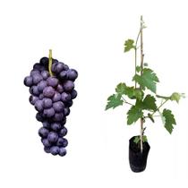 Muda de Uva Vênus Altura de 50cm a 80cm