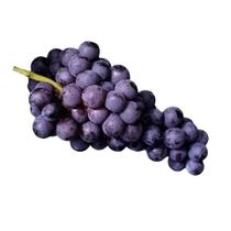 Muda de Uva Vênus Enxertada Sem Semente Rápida Produção Produz em Vasos