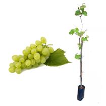 Muda de Uva Verde 50 a 80cm AMK - Plantas Online - AMK Jardinagem e Paisagismo
