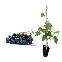 Muda de Uva Vitoria 50 a 80cm AMK - Plantas Online Muda de Uva Vitoria 50 a 80cm AMK - Plantas Online