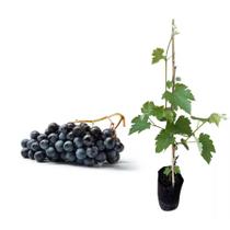 Muda de Uva Vitoria 50 a 80cm AMK - Plantas Online