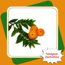 Muda de Uvaia Eugenia Pyriformis Cambess