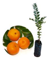 Muda De Uvaia Exótica 0,20cm Muda De Uvaia Exótica 0,20cm