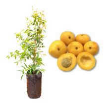 Muda de Uvaia Rápida Produção Produz em Vasos