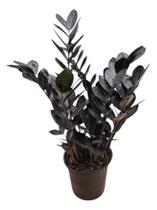 Muda de Zamioculca Black Queen (Planta da Fortuna)