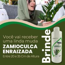 Muda de Zamioculca Formada Enraizada em Vaso