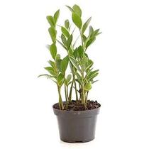 Muda de Zamioculca (Planta da Fortuna) Pequena