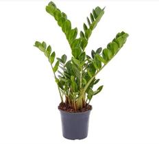 Muda de Zamioculca Verde Muda de Zamioculca Verde