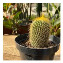 Muda Eriocactus Leninghausii Bola De Ouro Pt11 Top Coleção