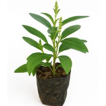 Muda Erva Baleeira Medicinal Anti-inflamatória Com Manual