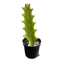 Muda Euphorbia Candelabro Top Coleção Para Colecionadores