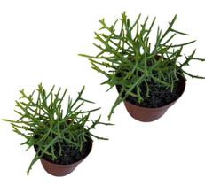 Muda Euphorbia Estenocrata Lindas Bem Cuidadas Top De Linha