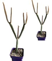 Muda Euphorbia Tirucalli Palito Cabeça De Fósforo Presente