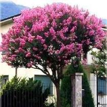 Muda Extremosa Rosa (Lagerstroemia indica)