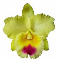 Muda Flor Amarela Orquídea Cattleya Blc. Goldenzelle Envasada Vaso Plástico 15