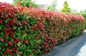 Muda Fotinia Photinia Fraser Sementes Flor Cerca Viva