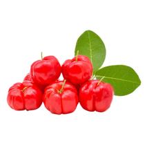 Muda Frutífera de Acerola Jaburu (Clonada)