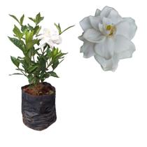 Muda Gardenia Jasmim Do Cabo Perfumada Flor Branca Planta