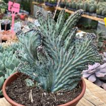 Muda Grande Monvillea Spegazzinii Rabo De Seria Azul Coleção Rara