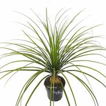 Muda Grande Planta Pata De Elefante Beaucarnea Recurvata