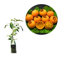 Muda Guabiroba Lisa - Paulista