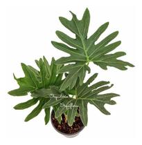 Muda Guaimbê Philodendron Bipinnatifidum Planta Natural Folhagem Exótica Rara Natureza Ambientes - Orquiflora