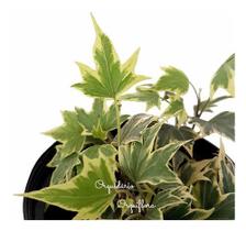 Muda Hera Estrela Variegata Planta Natural Pendente. Muda Hera Estrela Variegata Planta Natural Pendente.
