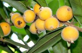 Muda Jabuticaba Cabeludinha ou Jabuticaba Amarela Muda Jabuticaba Cabeludinha ou Jabuticaba Amarela