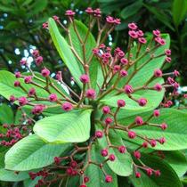 Muda Janaúba Feita de estaca