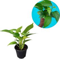 Muda Jiboia Verde Planta Natural Folhagem Pendente P10 Rara