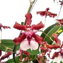 Muda Jovem De Orquídea Chocolate ( Oncidium Sharry Baby )