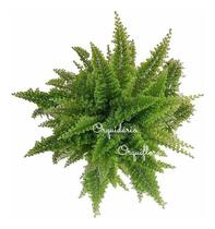 Muda Jovem Mini Samambaia Havaiana Planta Natural Exótica Rara