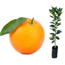 Muda Laranja Folha Murcha Enxertada Tardia - Para Suco