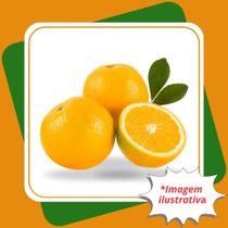 Muda Laranja Lima Enxertada Citrus limetta