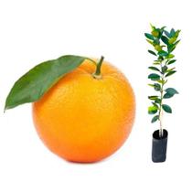 Muda Laranja Lima Sorocaba IAC 2006 Enxertada