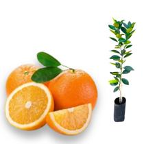 Muda Laranja Westin sem sementes Precoce Enxertada Muda Laranja Westin sem sementes Precoce Enxertada