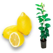 Muda Limão Eureka KM47 IAC Enxertado