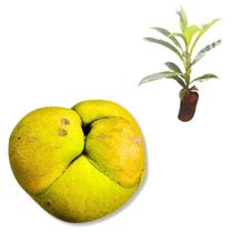 Muda Maçã-de-elefante fruta exótica