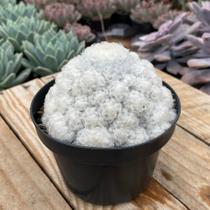Muda Mammillaria Plumosa Méxicana Pote Cheio Linda Saudável
