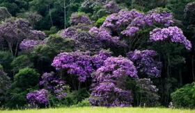 Muda Manancá da serra do mato-Mata Atlântica Muda Manancá da serra do mato-Mata Atlântica