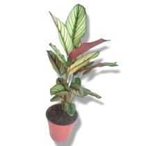 Muda Maranta Calathea Riscada Variegata Planta Narural-vaso - mundo verde