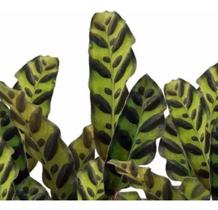 Muda Maranta Cascavel - Calathea Insignis - Planta Natural