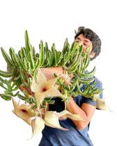 Muda Média de Stapelia Gigantea - Flor-Cadáver - Planta Suculenta