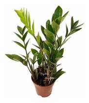 Muda Mini Zamioculca Zamio Zimba Planta Da Fortuna Com Vaso
